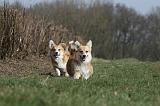 CORGI PEMBROKE 817